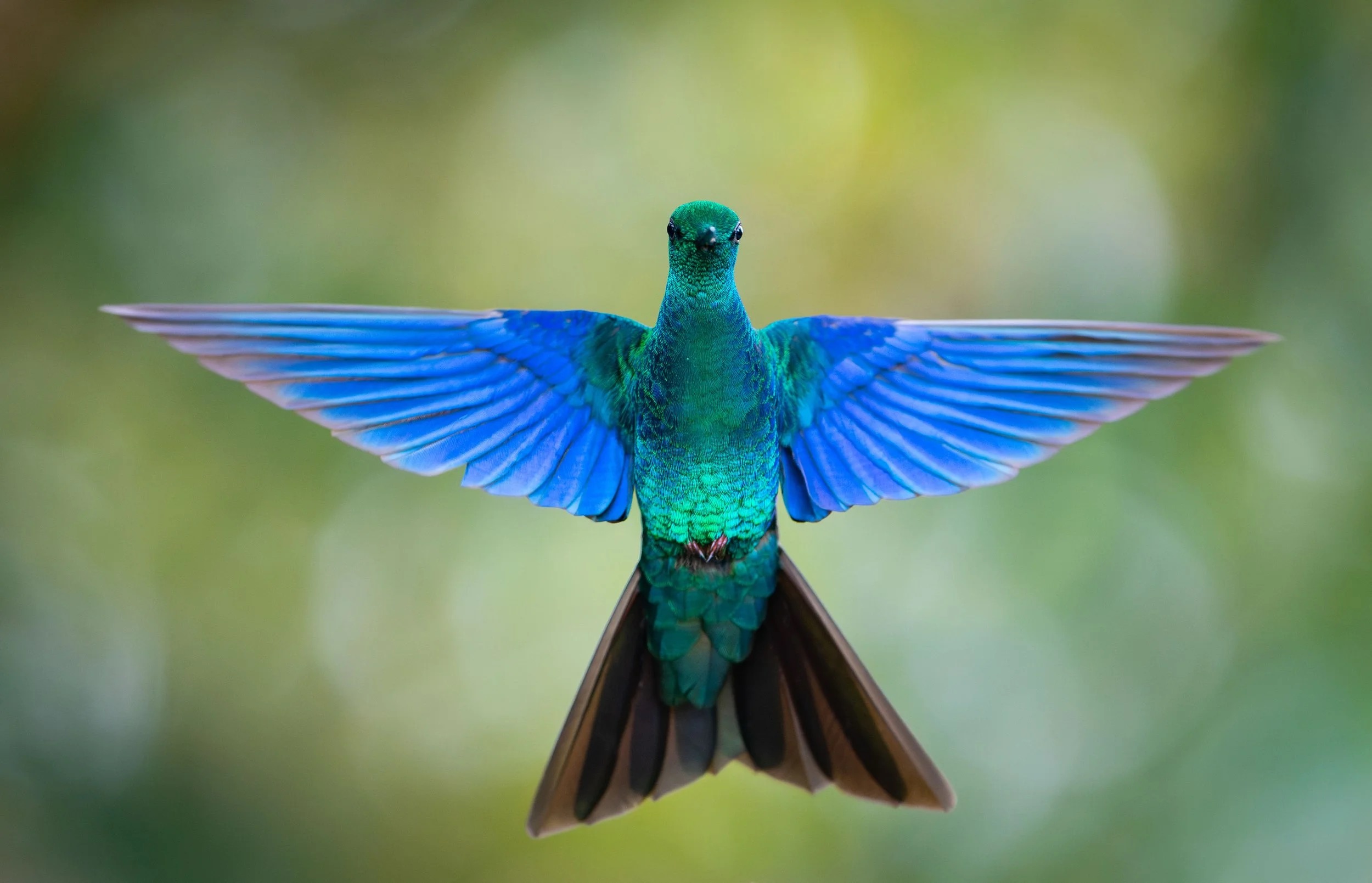 Blue Angel — Marek Jackowski, Bird Photographer of the Year 2026