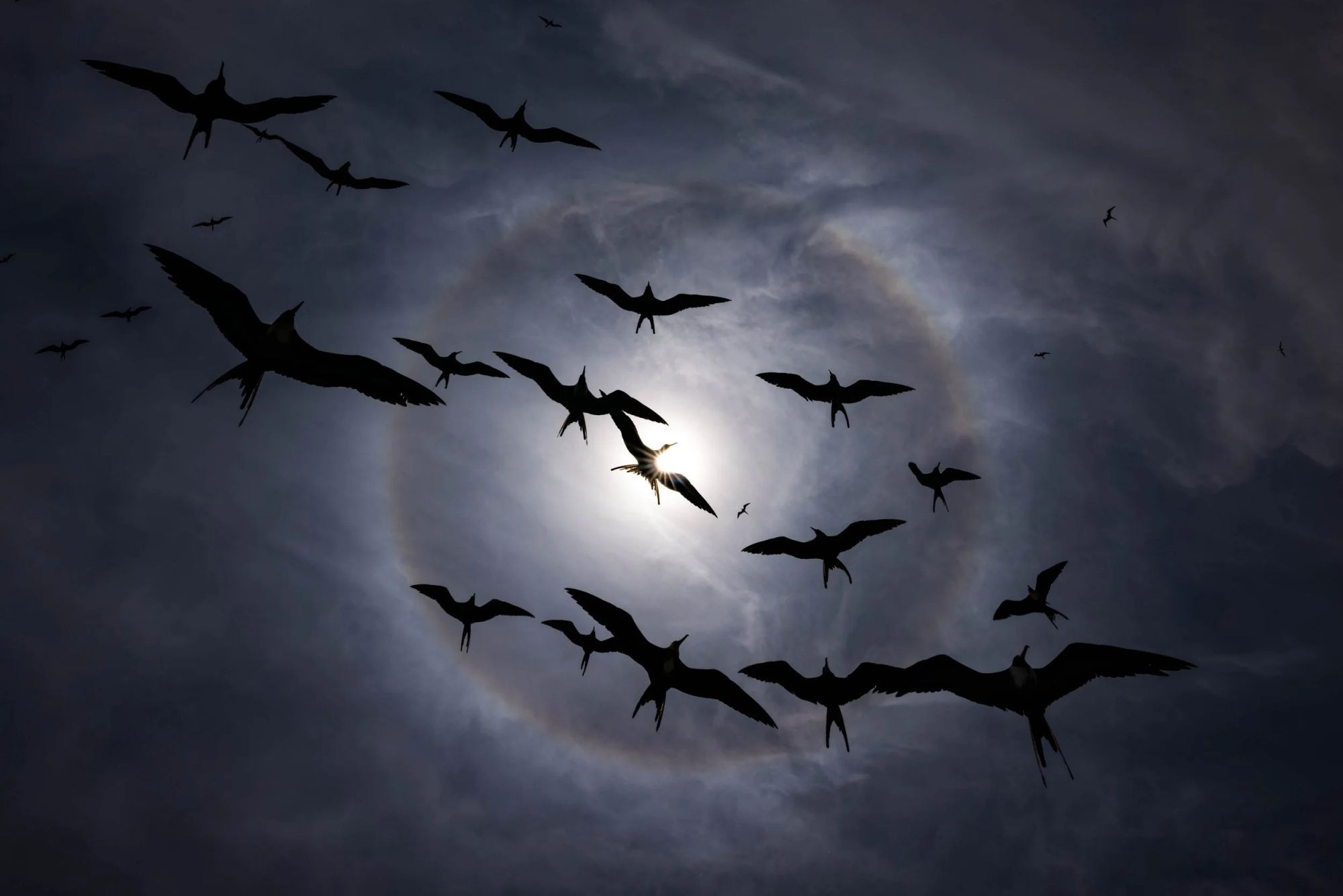 Fabulous Frigatebirds — Liron Gertsman, Bird Photographer of the Year 2026