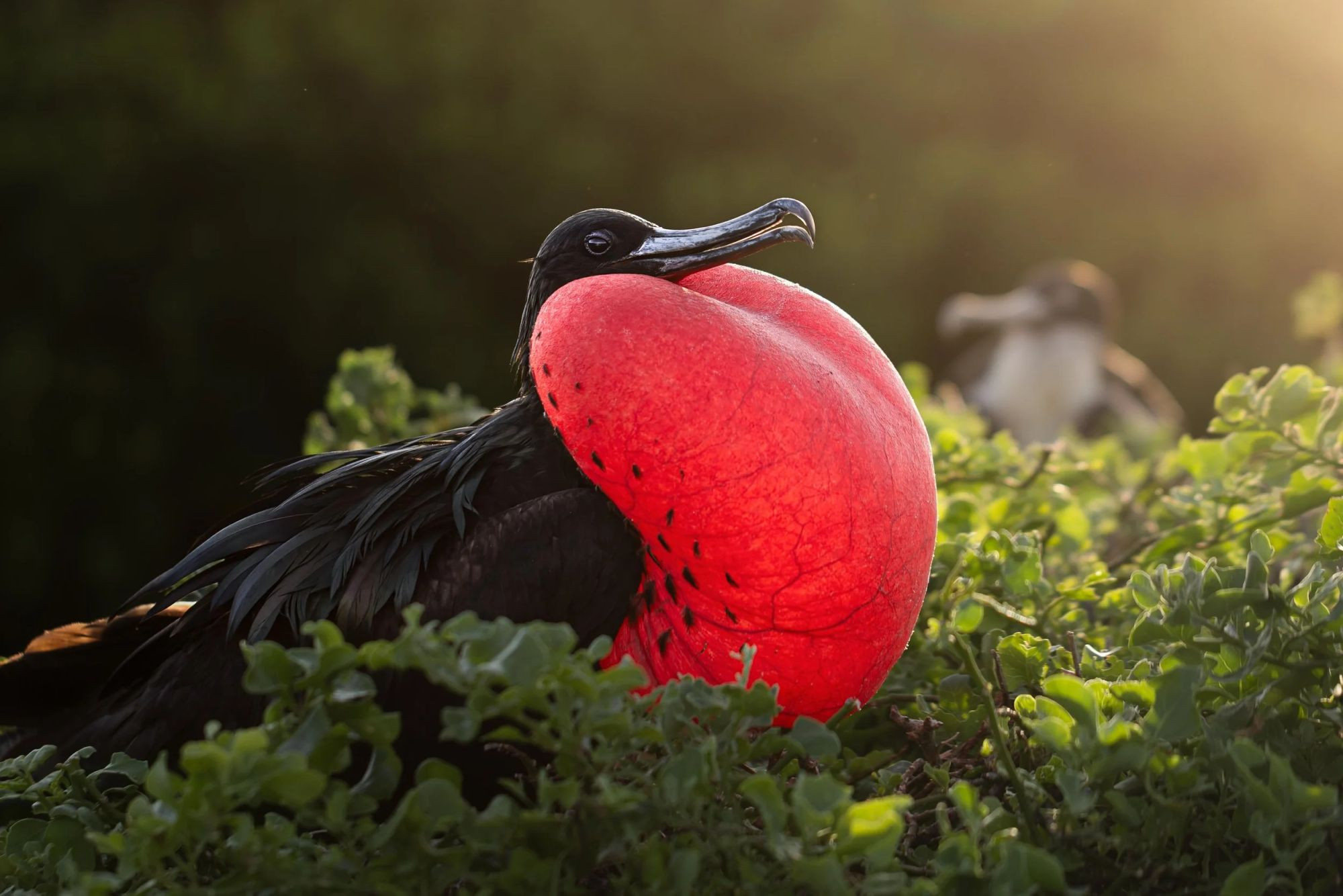 Fabulous Frigatebirds — Liron Gertsman, Bird Photographer of the Year 2026