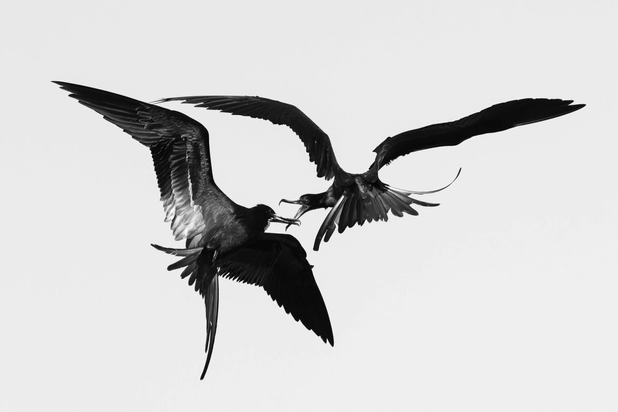 Fabulous Frigatebirds — Liron Gertsman, Bird Photographer of the Year 2026