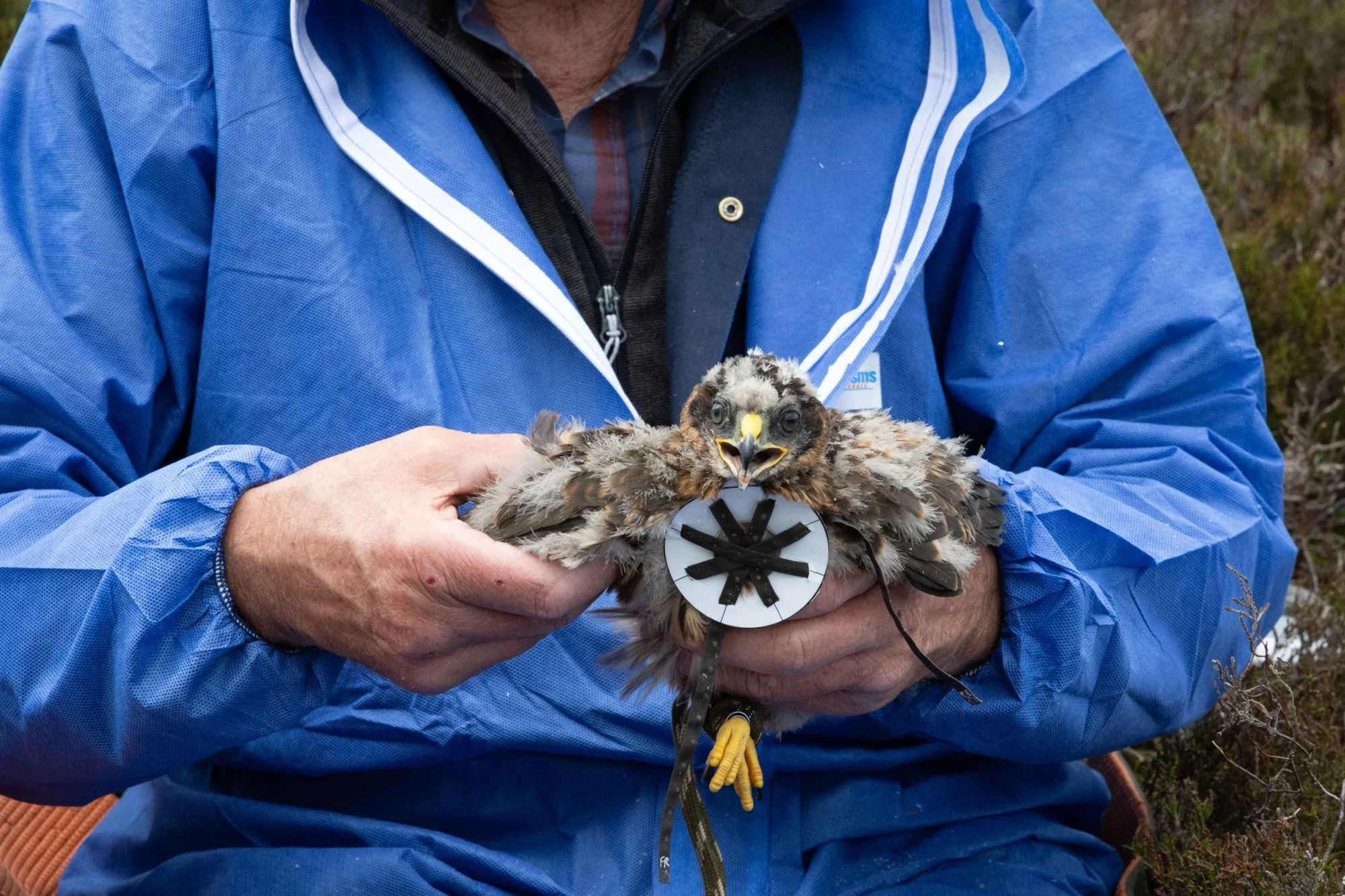 Hen Harrier Persecution — Conrad Dickinson, Bird Photographer of the Year 2026