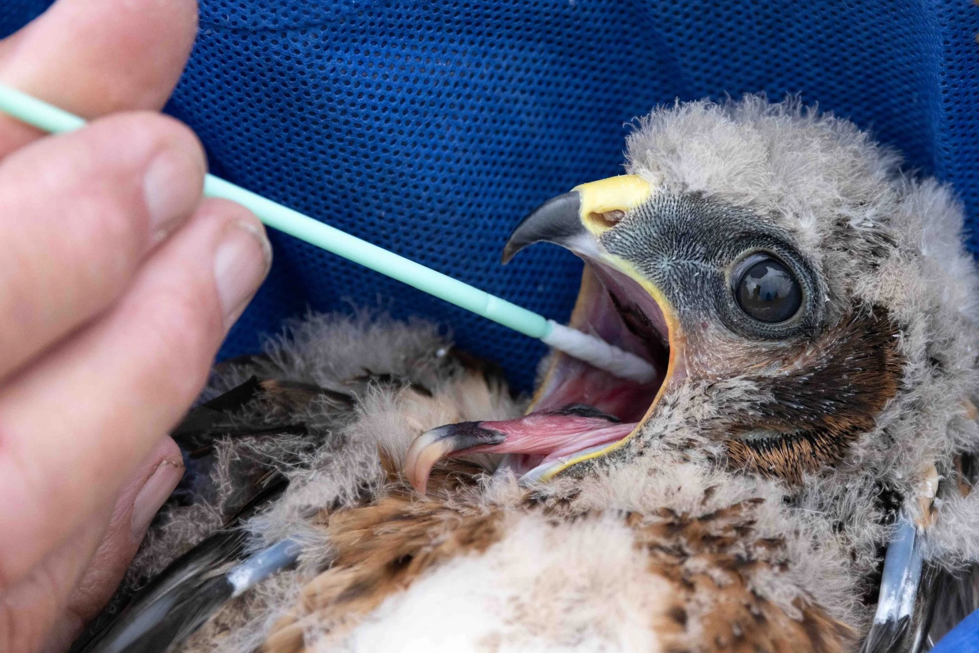 Hen Harrier Persecution — Conrad Dickinson, Bird Photographer of the Year 2026