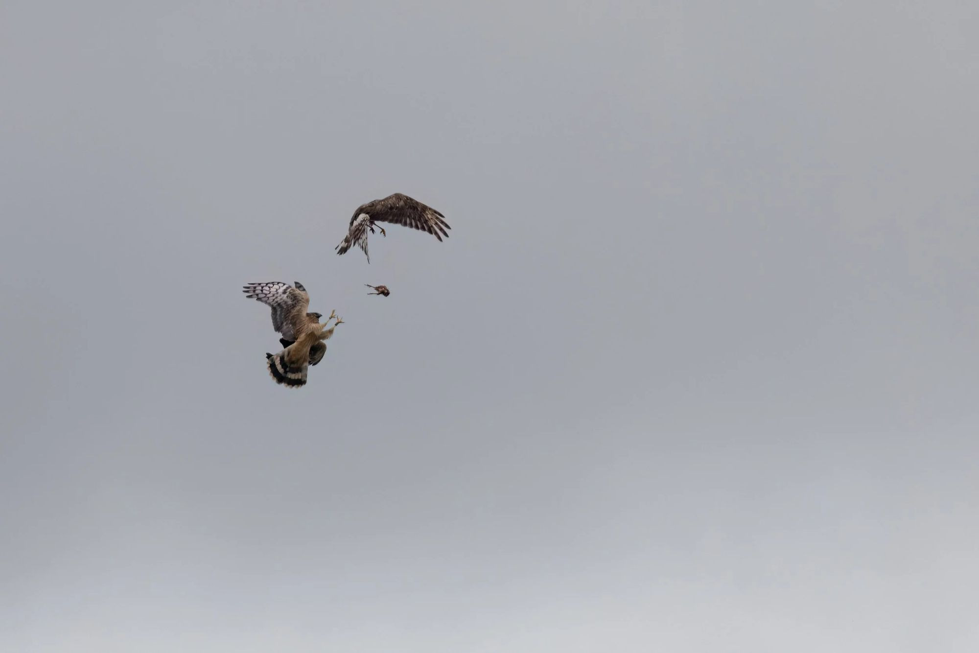 Hen Harrier Persecution — Conrad Dickinson, Bird Photographer of the Year 2026