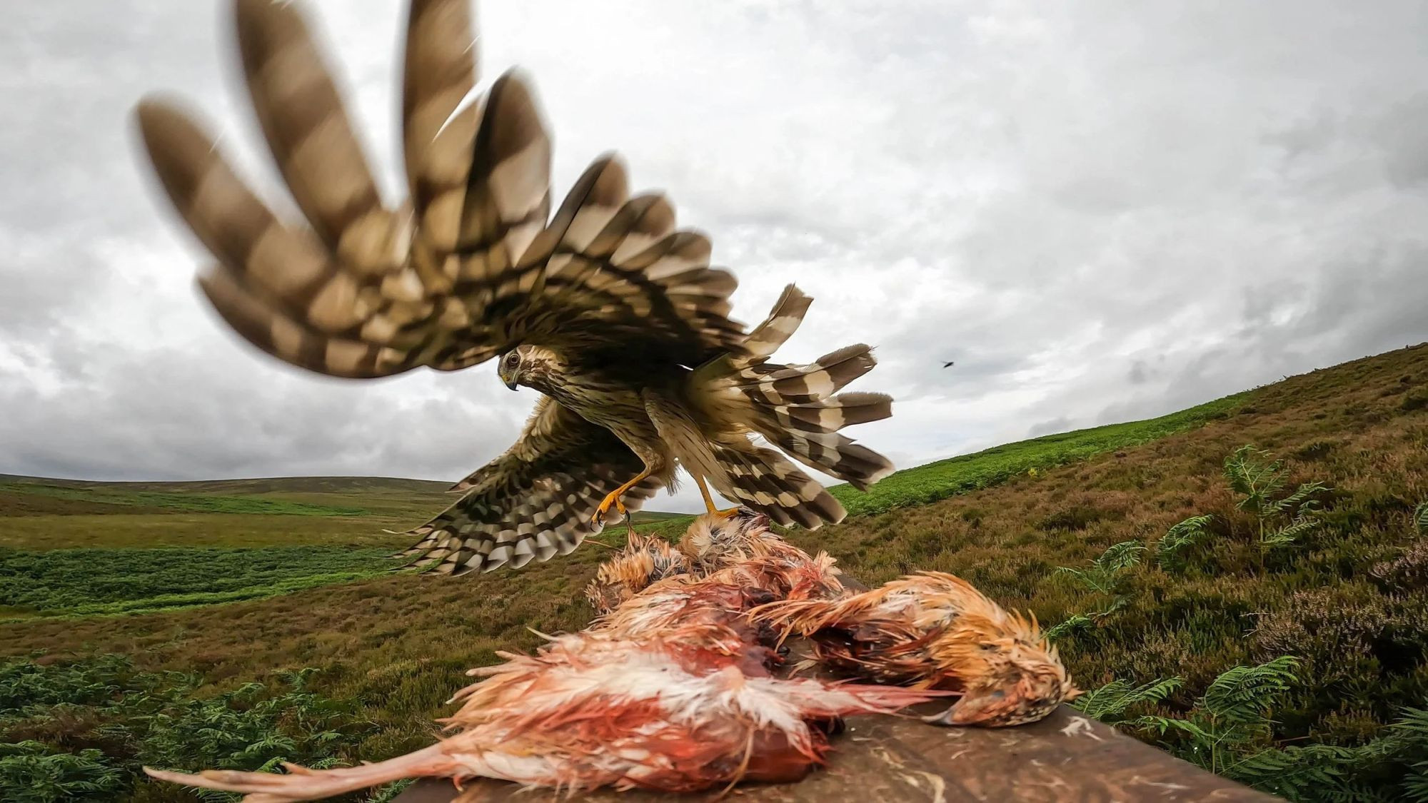 Hen Harrier Persecution — Conrad Dickinson, Bird Photographer of the Year 2026