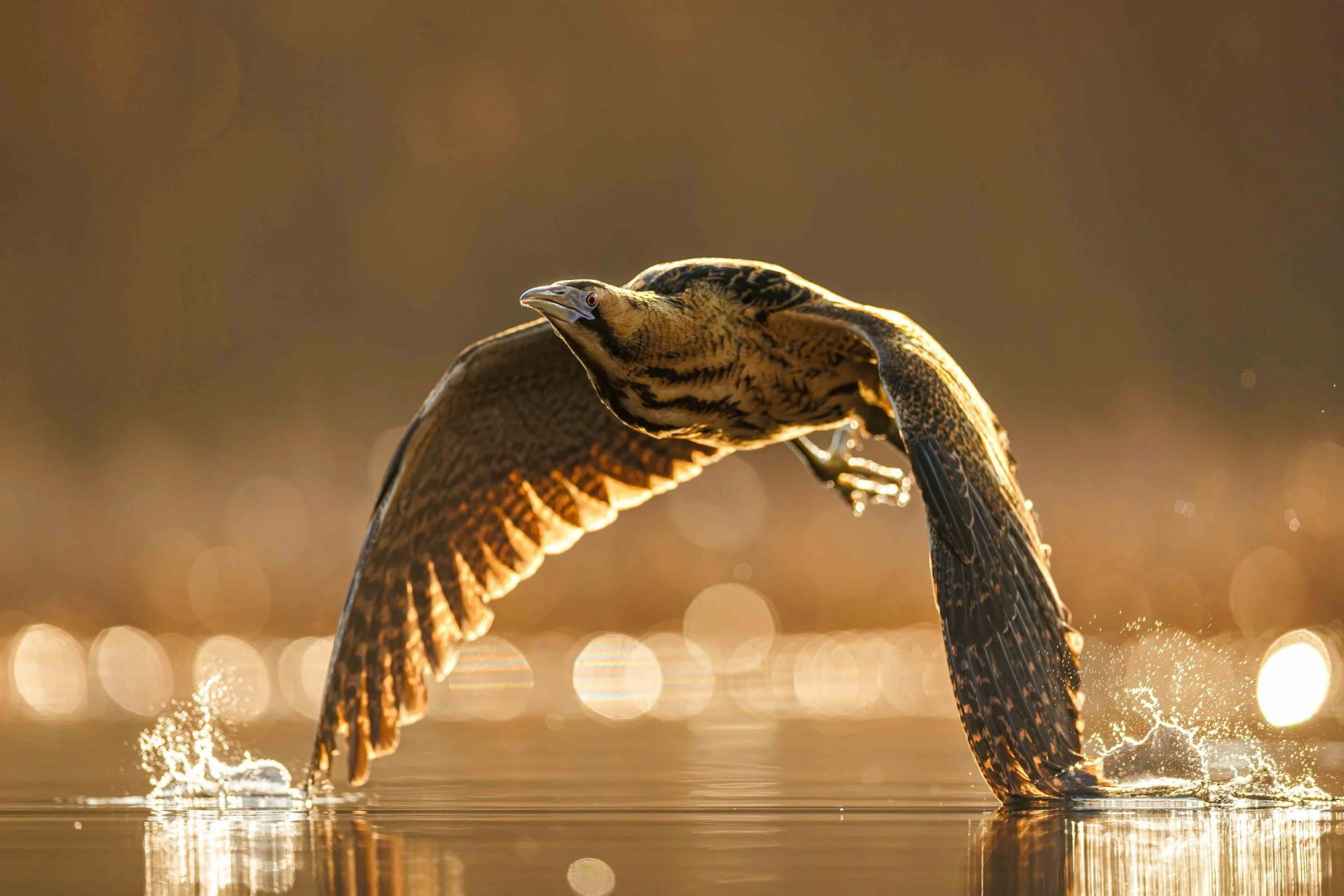 Lord of the Reedbeds — Patryk Kurc, Bird Photographer of the Year 2026