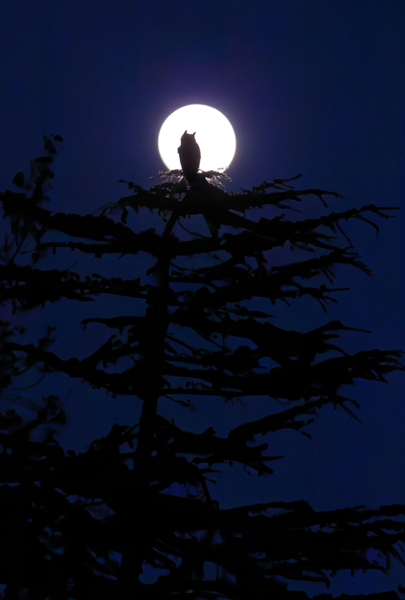 Moonlit Night — Parham Pourahmad, Bird Photographer of the Year 2026