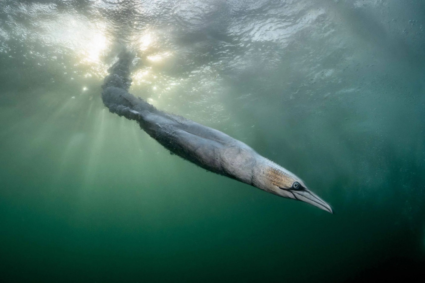 Bird Photographer of the Year 2026. Najlepsze zdjęcia ptaków i trzy sukcesy Polaków