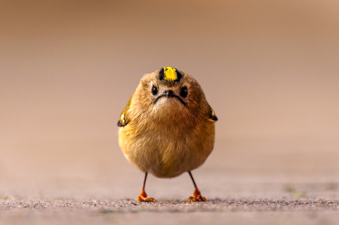 „Angry Bird” — Jan Wittmer