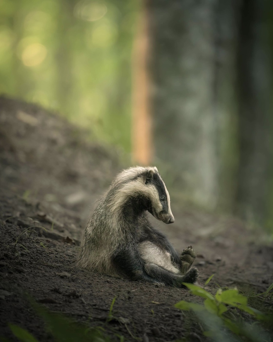 „Exhausted Badger Cub” — Lukas Andrée Andersen