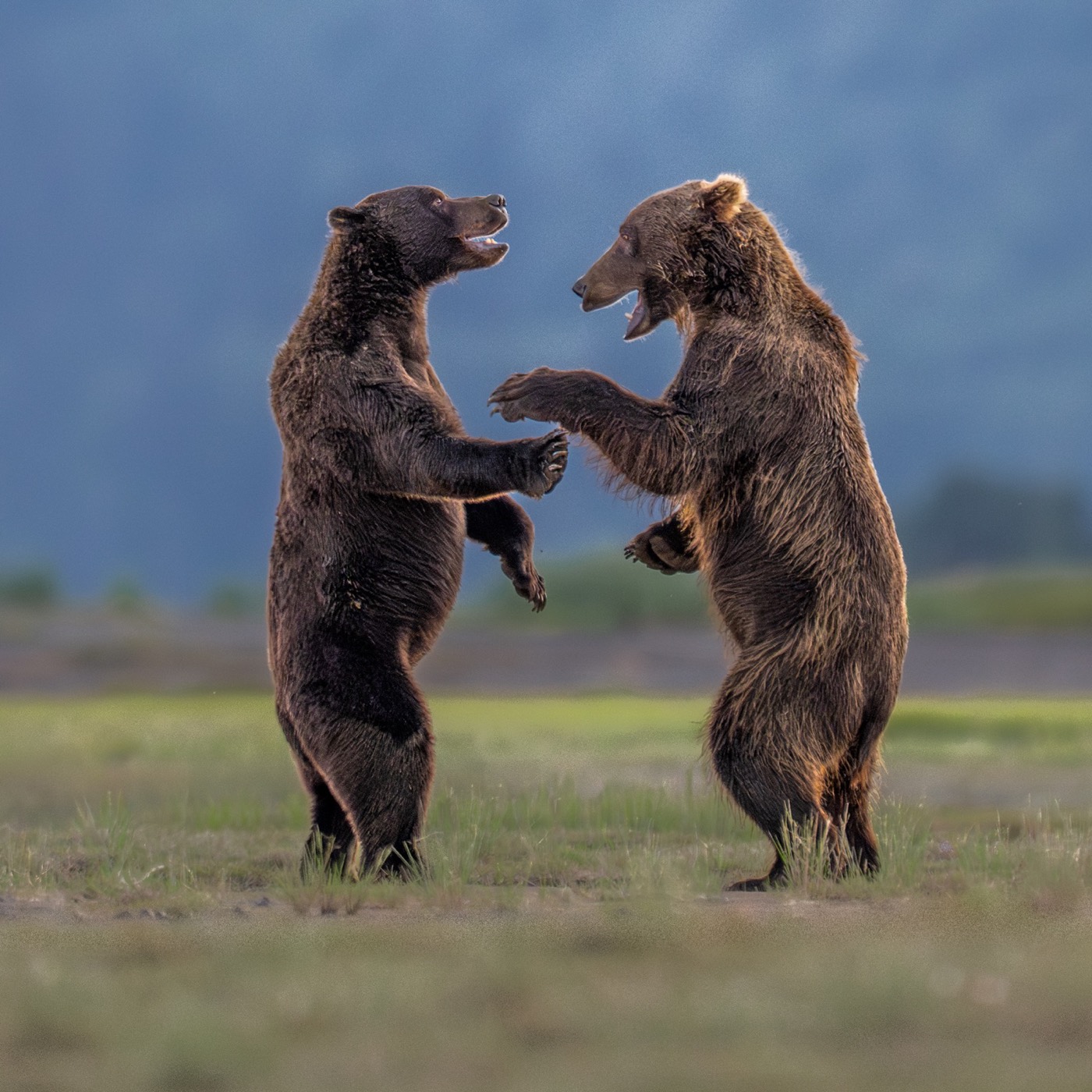 „Bears Sharing a Joke” — Charles Janson