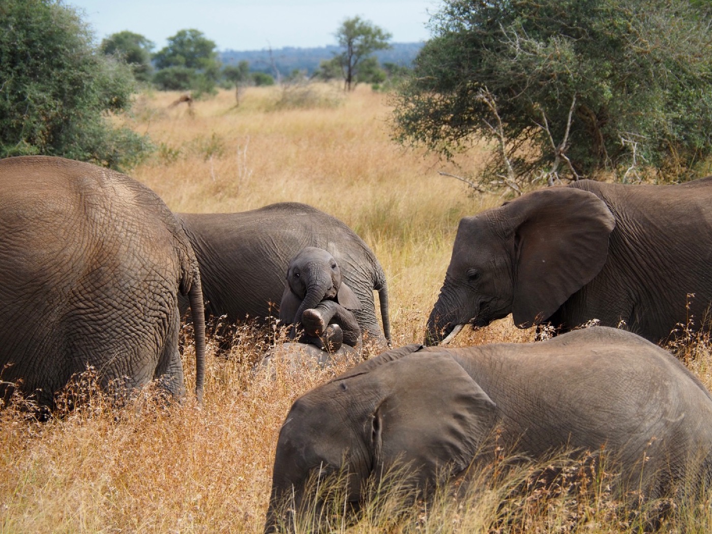 „Cheeky Little Elephant” — Hannah Dietl