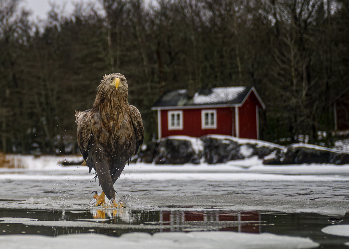 „Fashion Fades. Feather Coats Are Forever.” — Tapani Linnanmäki