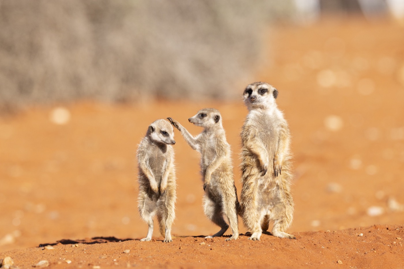 „Hair Check Before the Family Photo” — Subi Sridharan