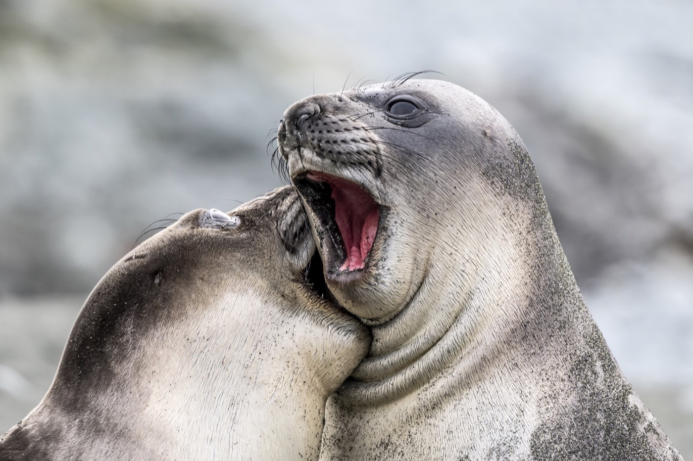 „Careful, you'll leave a love bite” — Doug Gimesy