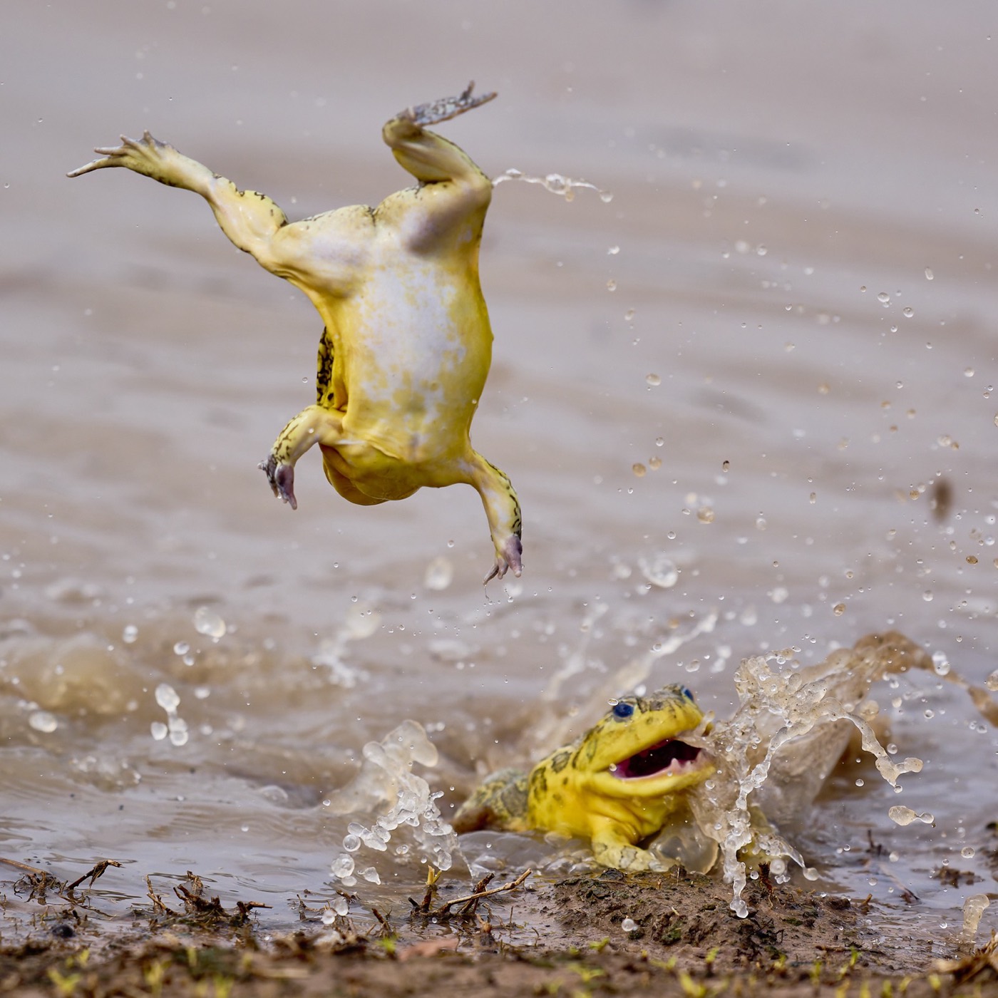 Portfolio „Acrobatic Bullfrog” — Jeremy Richards