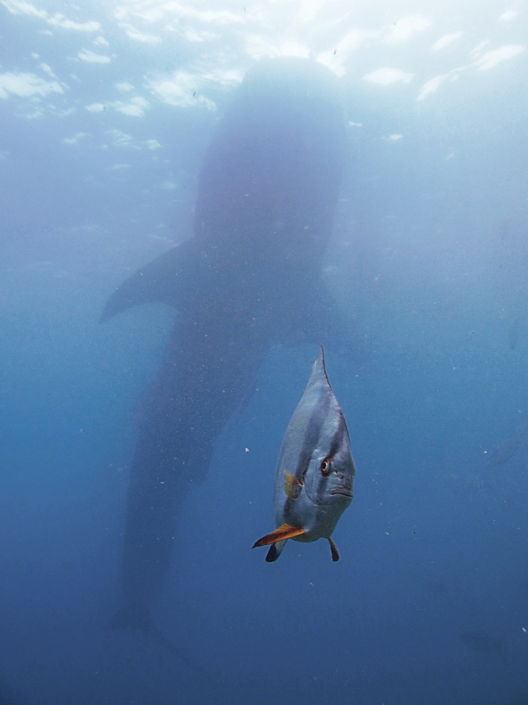 „A Very Pressured Spadefish” — Kyo Chen