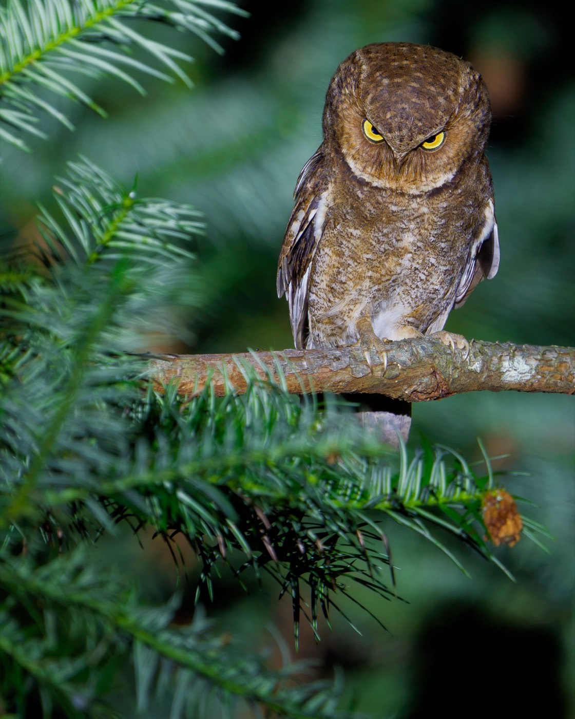 „Resting Owl Face” — Ka Chun Jacky Sung