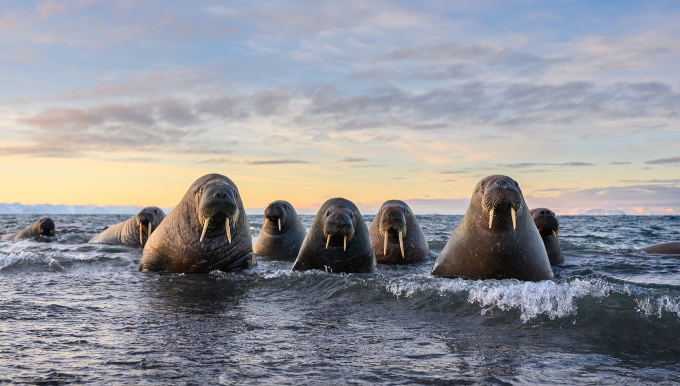 „Sea Gangsters” — Marek Jackowski