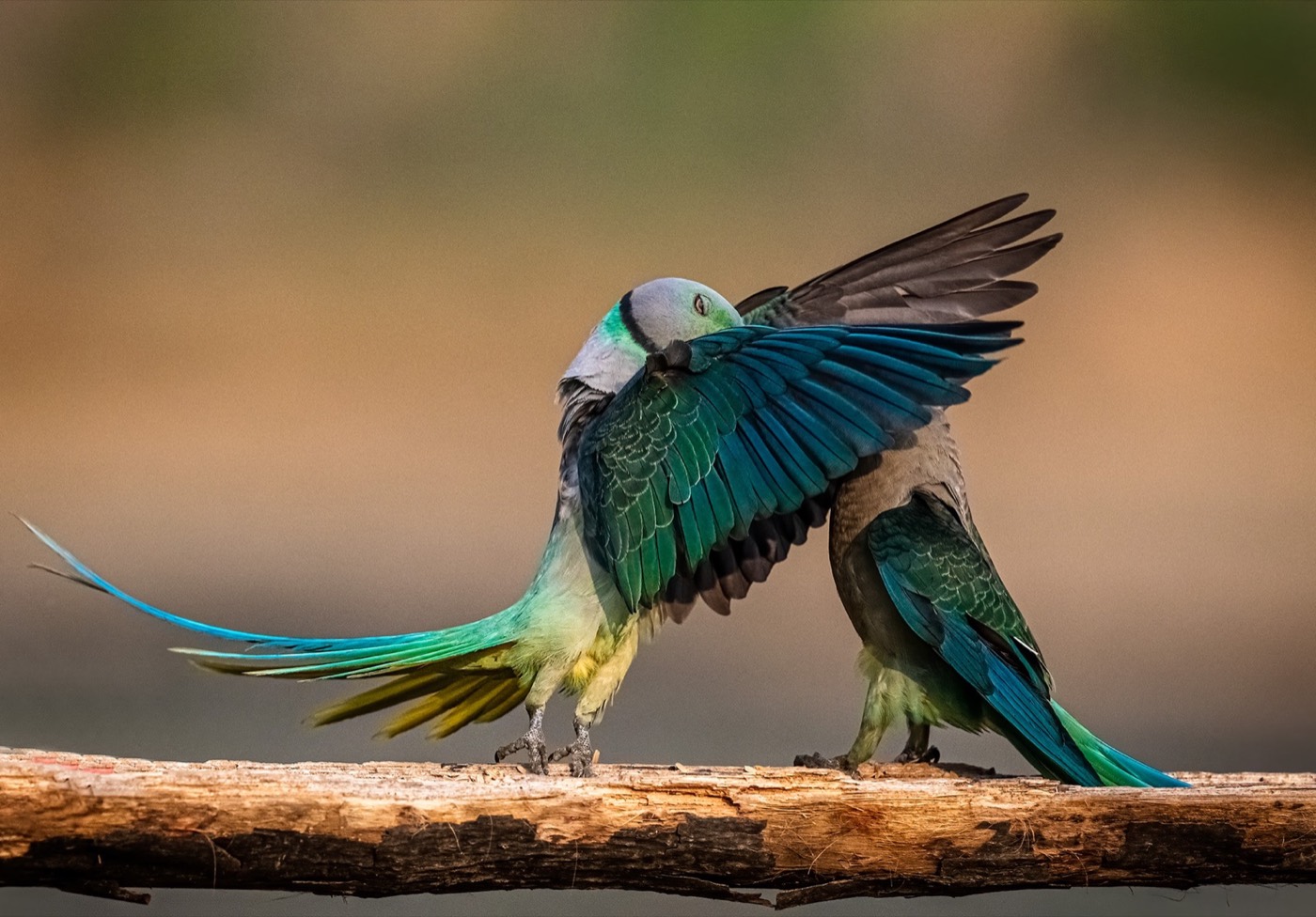 „The Secret Kiss” — Jeetendra Chaware