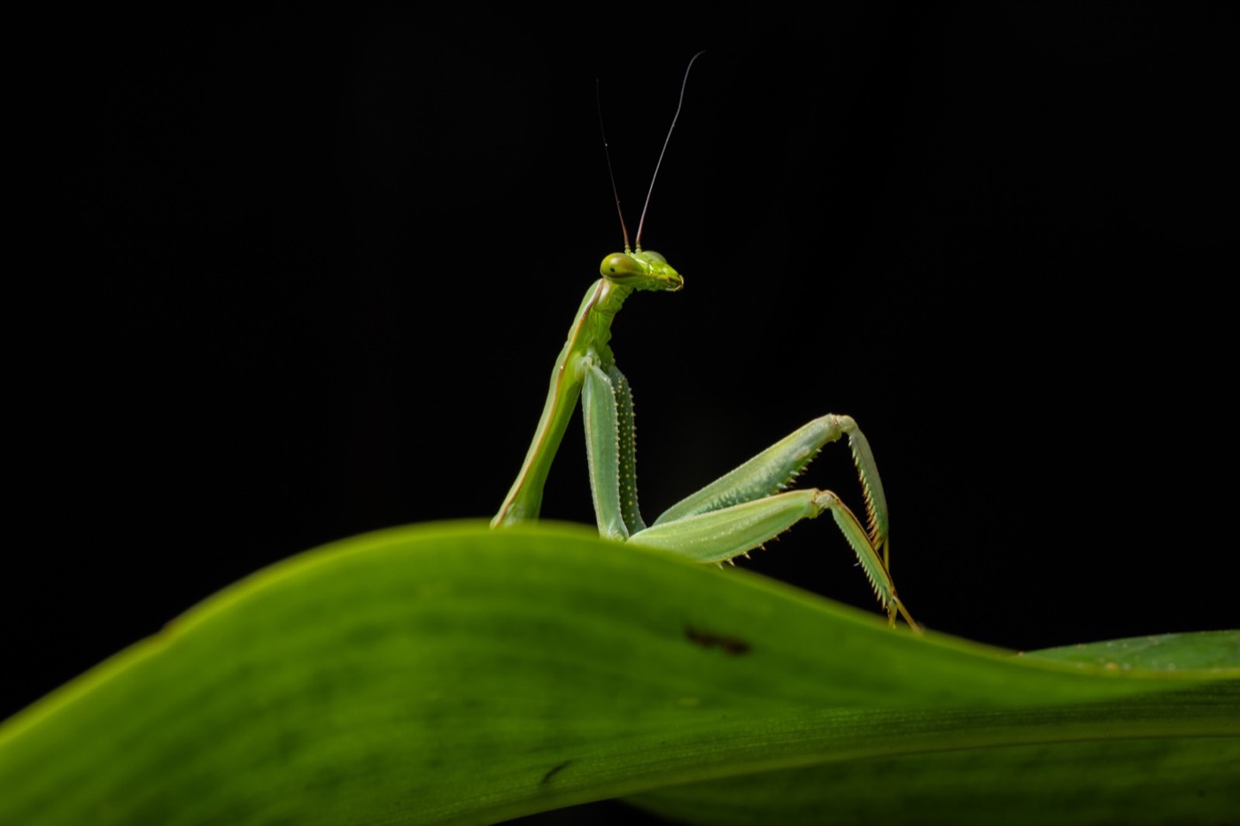 „Sexy Mantis” — Diego Perez