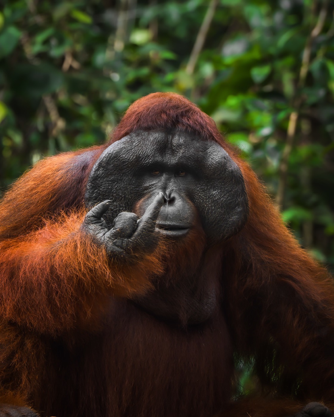 „Spicy Orangutan” — Tanner Mansell