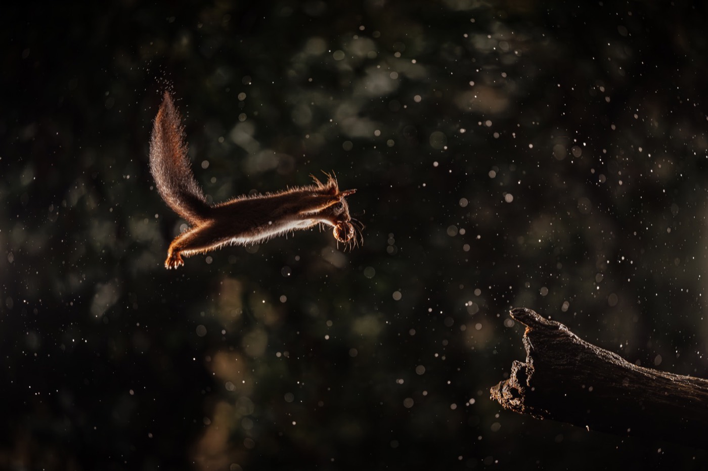 „Squirrel Wars” — Rémi Schnell