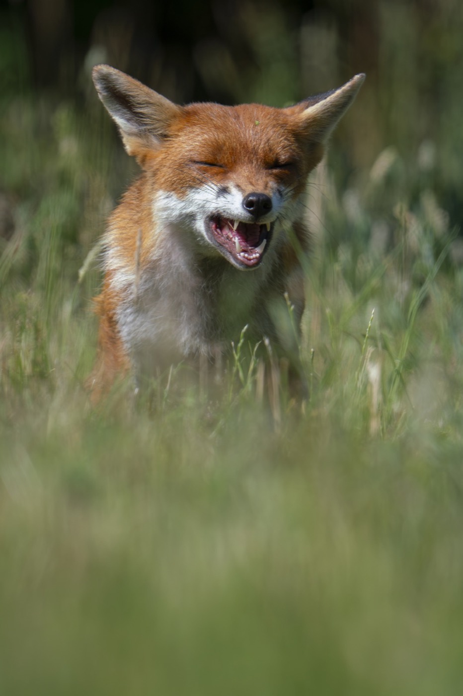 „Heard the one about the fox?” — Jack Brackley