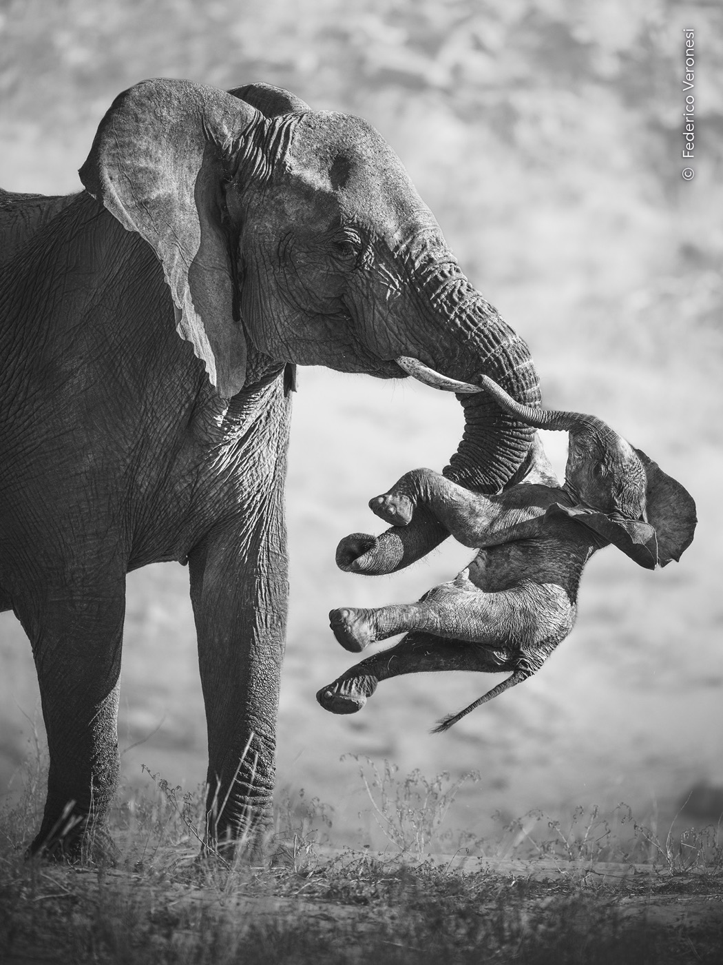 Czarno-białe zdjęcie słonicy niosącej w trąbie i na kle martwe młode, zwycięski kadr Wildlife Photographer of the Year 2026